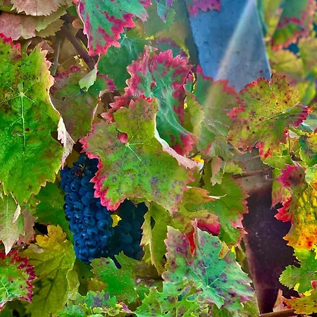 Casa vacanze La Gemma Del Subasio Nel Castello Di - Spello Collepino