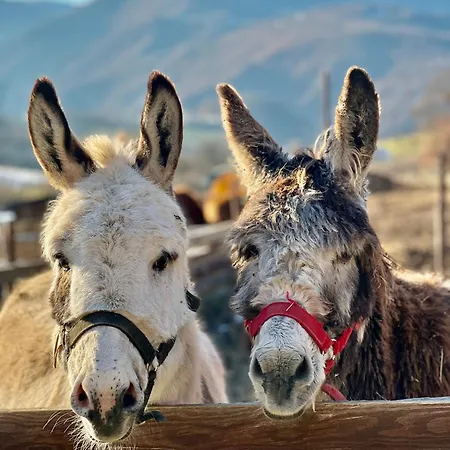 La Gemma Del Subasio Nel Castello Di - Spello Collepino